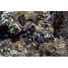 Austrobalanus imperator, Watsons Bay, 1986