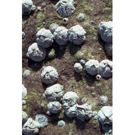 Tesseropora rosea, Mosman, 1986