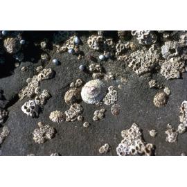 Siphonaria virgulata and Chthamalus antennatus, Gerroa