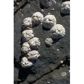 Tesseropora rosea, Gerroa, 1973