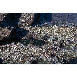Tesseropora rosea, Warrah, 1973