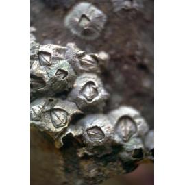 Tetraclitella purpurascens, Jervis Bay, 1974