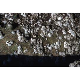 Tetraclitella purpurascens, Freshwater, 1986