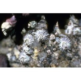 Tetraclitella purpurascens, Gippsland, 1986
