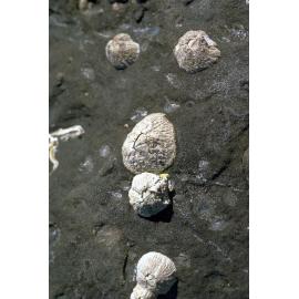 Catomerus with Tesseropora rosea, Gerroa