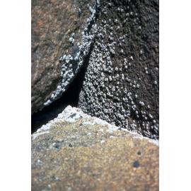 Tetraclita or Tetraclitella purpurascens on verticle rocks, Flinders Island, 1981