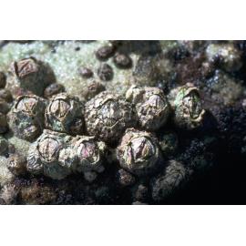 Catomerus polymerus among Tesseropora, Freshwater, 1986