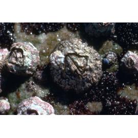 Catomerus polymerus, Freshwater, 1979