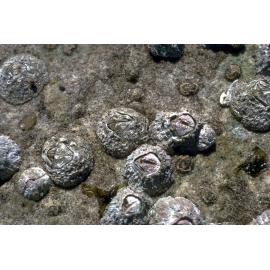 Catomerus polymerus, Freshwater, 1971