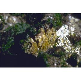 Megabalanus nigrescens, Freshwater, 1971