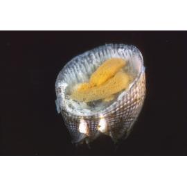 Balanus amphitrite, Sydney, 1965