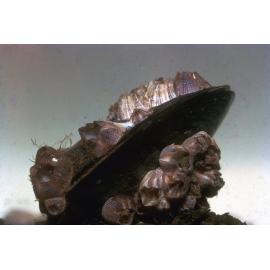 Balanus variegatus