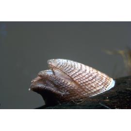 Balanus variegatus, Sydney, 1971