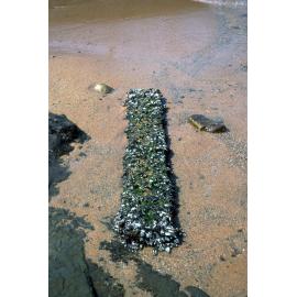 Lepas anserifera, Newport, 1986