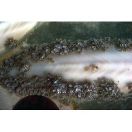 Cuttlebone with Lepas anserifera, Wooli, 1979