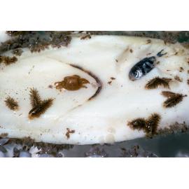 Cuttlefish bone with Goose Barnacle, Newport, 1988
