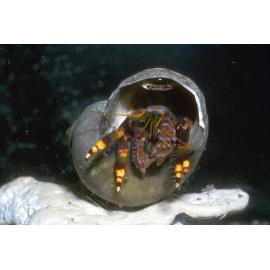 Hermit Crab, Lord Howe Island, 1964
