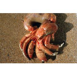Hermit Crab without Shell, Wooli, 1985