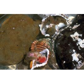 Paguristes squamosus, Newport, 1986