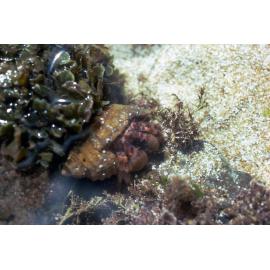 Hermit Crab, Newport, 1986