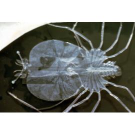 Phyllosoma Larvae, 1963