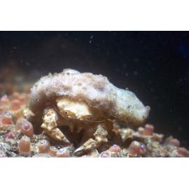 Dromiidae family