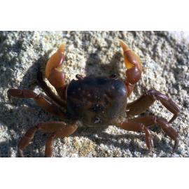 Cyclograpsus audouinii