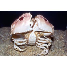 Calappa philargius, Ballina
