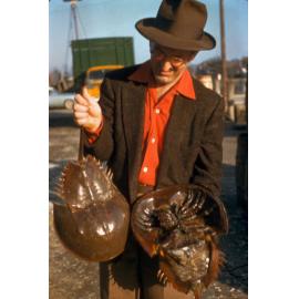 King Crab Limulus