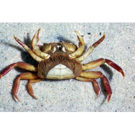 Paragraspus laevis, Bayview, 1986
