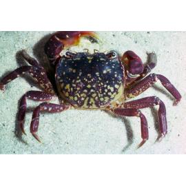 Paragraspus laevis, Bayview, 1986