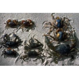 Helograpsus, Mictyrus, Heloecius, Macrophtalmus and Portunid species, Pittwater