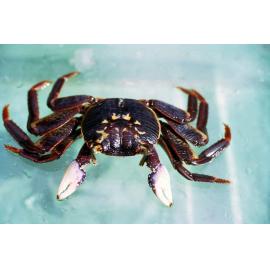 Leptograpsus variegatus