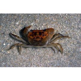 Helograpsus haswellianus, Careel Bay, 1986