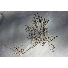 Sand Pellets of Scopimera inflata
