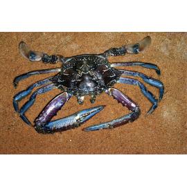 Portunus pelagicus