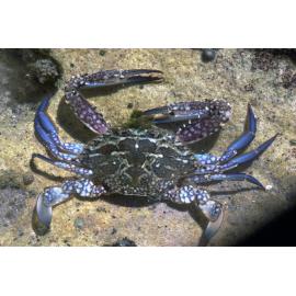 Portunus pelagicus, Cronulla, 1986