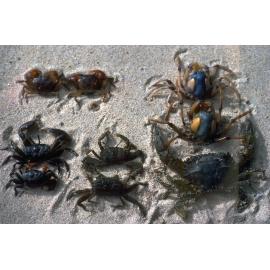 Helograpsus, Mictyrus, Heloecius, Macrophtalmus and Portunid species, Pittwater