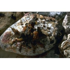 Hyasteus elatus