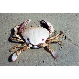 Ovalipes, Ninety Mile Beach, 1986