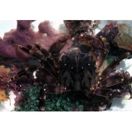 Plagusia glabra, Wooli, 1979