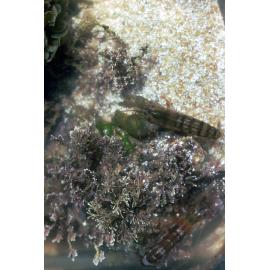 Alpheus strenuus, Collaroy, 1986