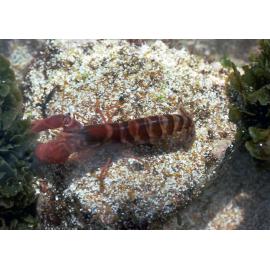 Alpheus strenuus, Collaroy, 1986