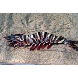 Penaeus esculentus, Clarence River, 1986