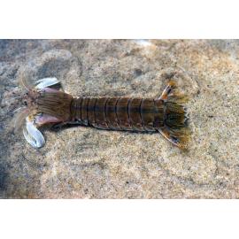 Squilla Alima laevis, Clarence River, 1986