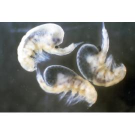Copepods taken from living Pyura, Freshwater, 1968