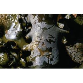 Bryozoan Membranipora membranacea, Newport, 1985