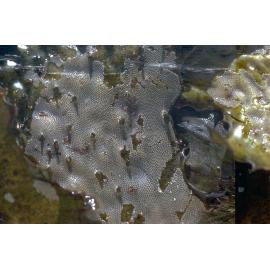 Bryozoan Membranipora membranacea, Newport, 1985