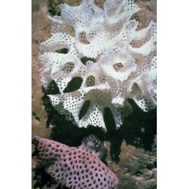 Bryozoan washed ashore
