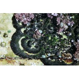 Bryozoan Watersipora, Mosman, 1986